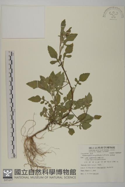 茯苓菜藏品圖，第1張