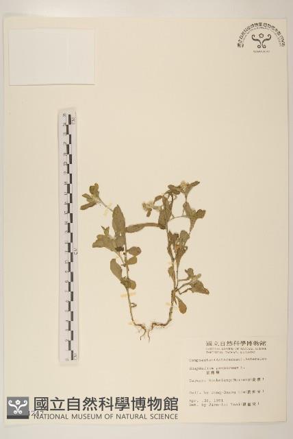 鼠麴舅藏品圖，第1張