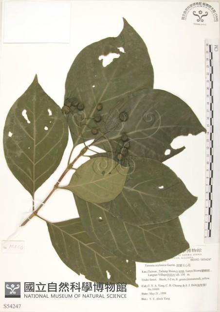 錫蘭玉心花藏品圖，第1張