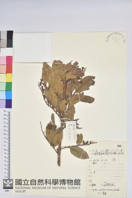 南燭藏品圖，第1張