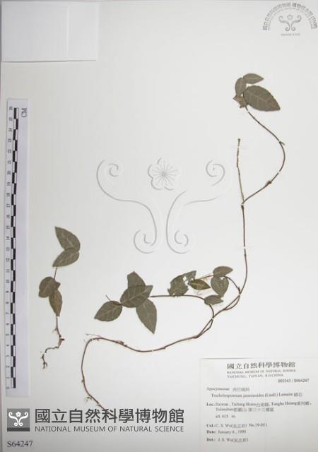 絡石藏品圖，第1張