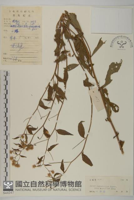 卵葉紫菀藏品圖，第1張