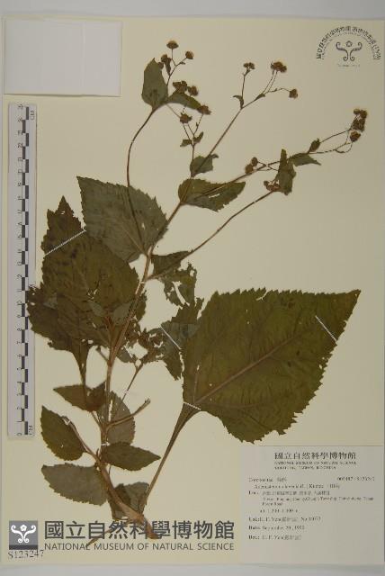 下田菊藏品圖，第1張