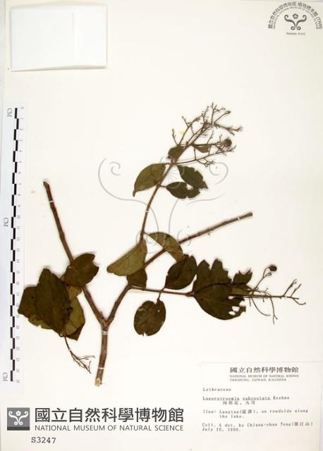 九芎藏品圖，第1張