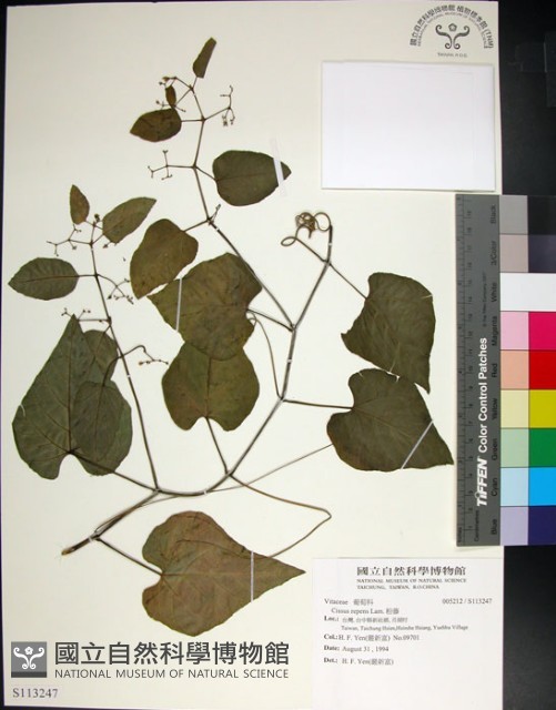 粉藤藏品圖，第1張