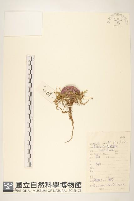 草甸雪免子藏品圖，第1張