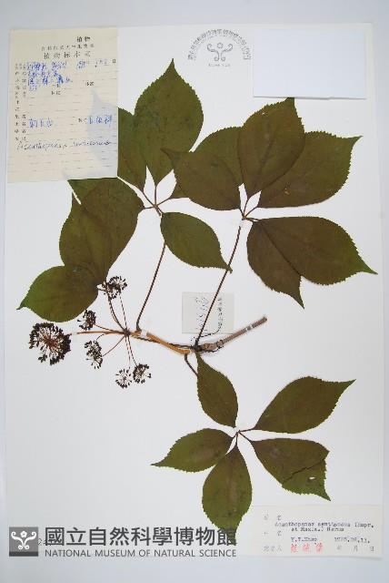 刺五加藏品圖，第1張