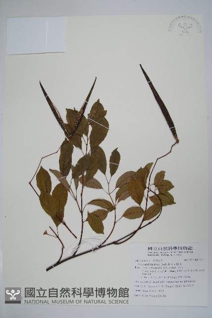 酸藤藏品圖，第1張