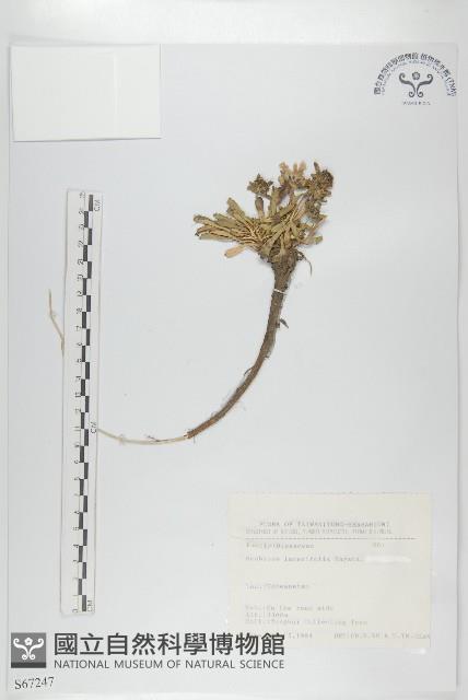 玉山山蘿蔔藏品圖，第1張