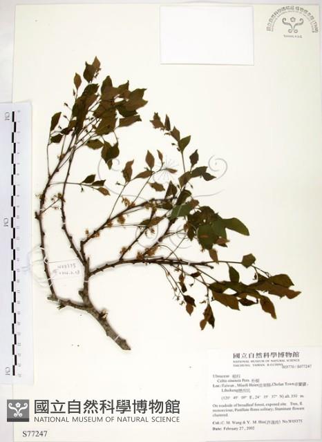 朴樹藏品圖，第1張