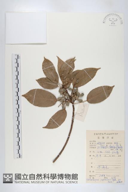 薯豆藏品圖，第1張