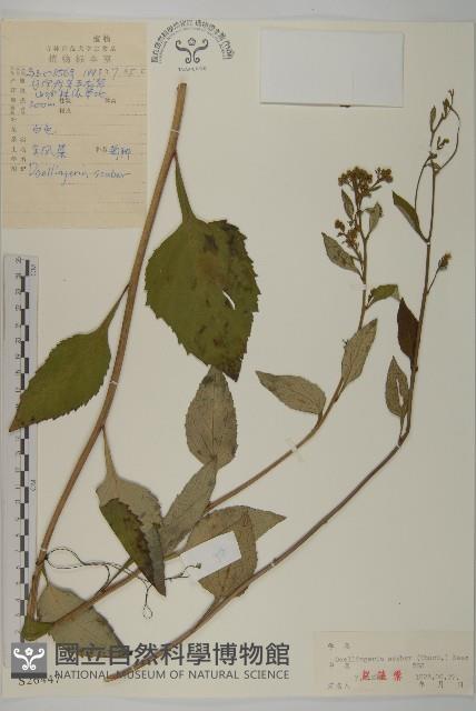 東風菜藏品圖，第1張