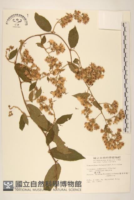 過山龍藏品圖，第1張