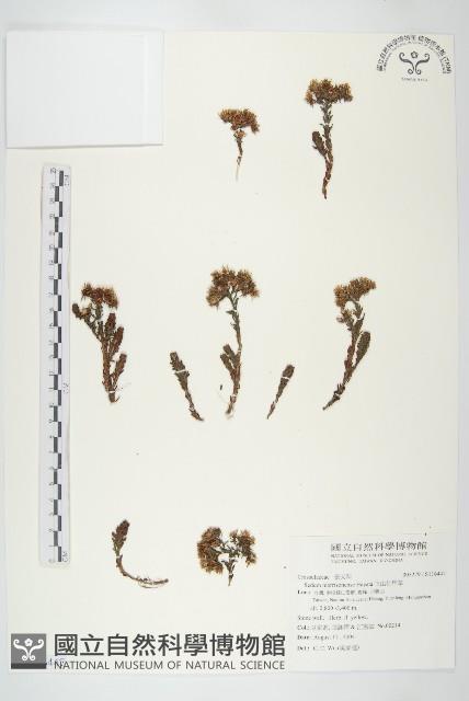 玉山佛甲草藏品圖，第1張