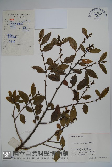 茶果冬青藏品圖，第1張