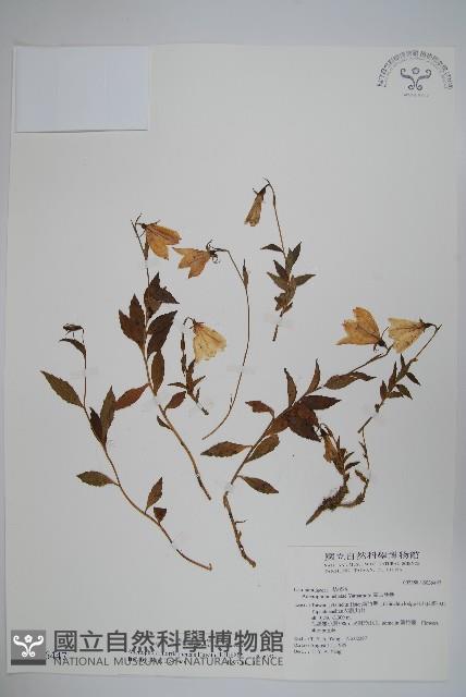 玉山沙參藏品圖，第1張