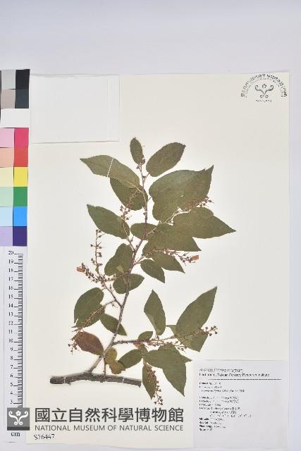 南燭藏品圖，第1張