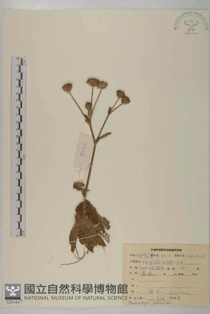 燈豎朽藏品圖，第1張