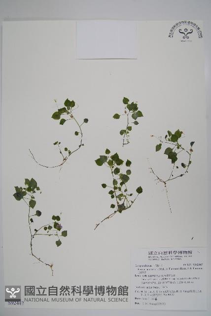 山桔梗藏品圖，第1張