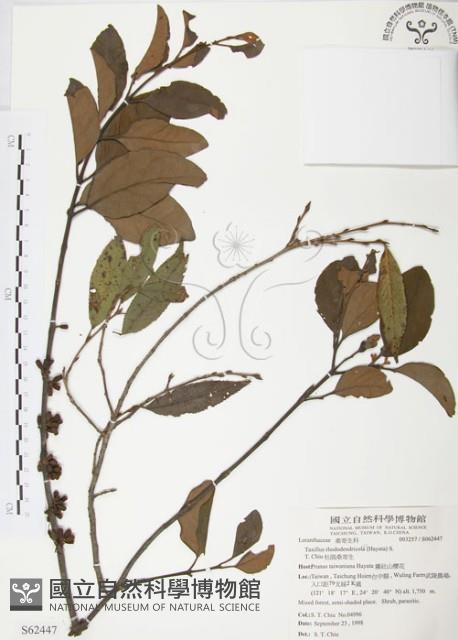 杜鵑桑寄生藏品圖，第1張