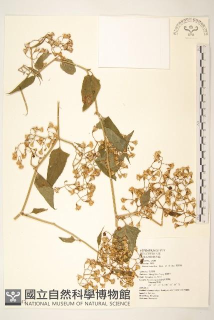 蔓黃菀藏品圖，第1張