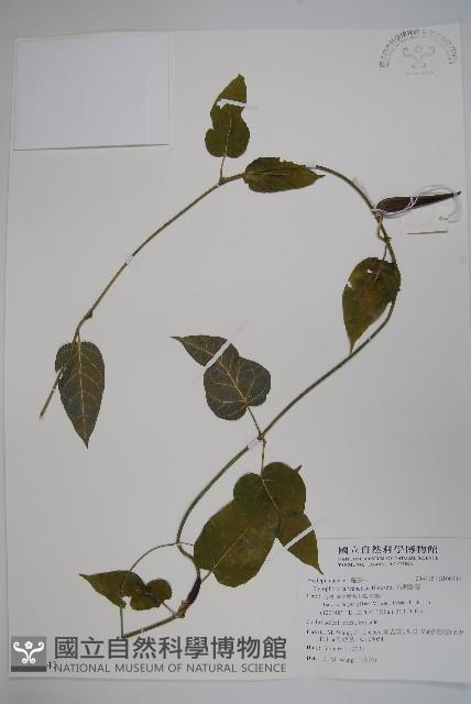絨毛芙蓉蘭藏品圖，第1張