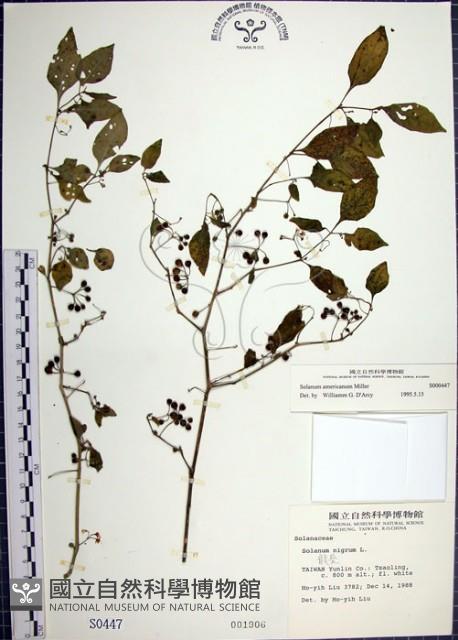 光果龍葵藏品圖，第1張