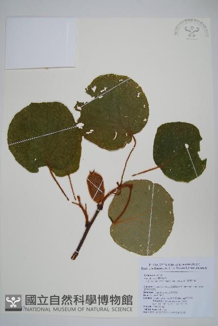 臺灣羊桃藏品圖，第1張