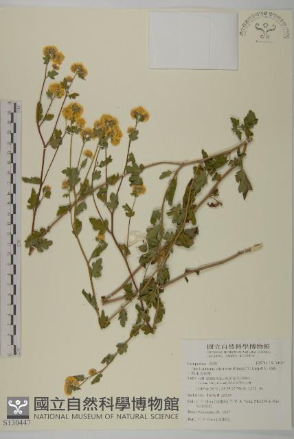 阿里山油菊藏品圖，第1張