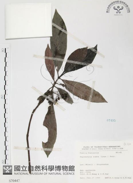 九節木、牛屎烏、青龍吐霧藏品圖，第1張