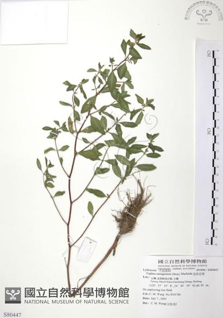 克非亞草藏品圖，第1張