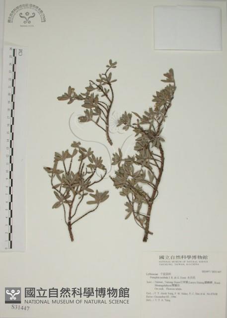 水芫花藏品圖，第1張