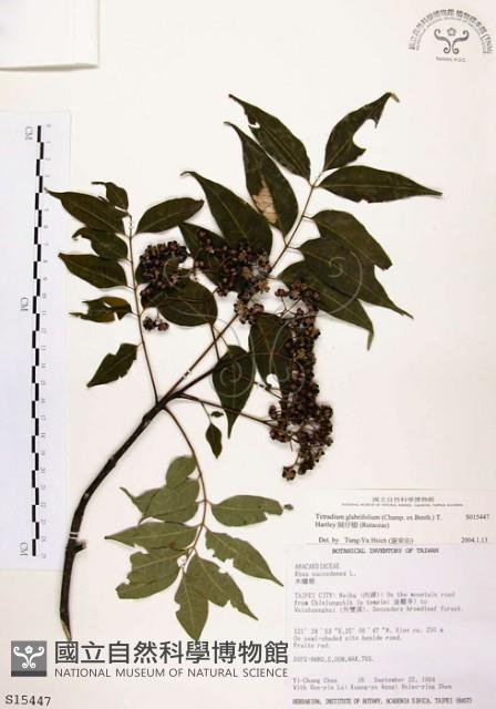 Japanese Evodia Collection Image