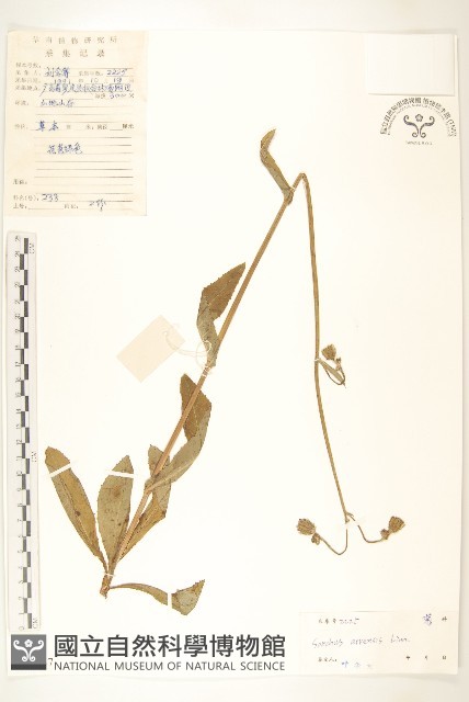 苦苣菜藏品圖，第1張