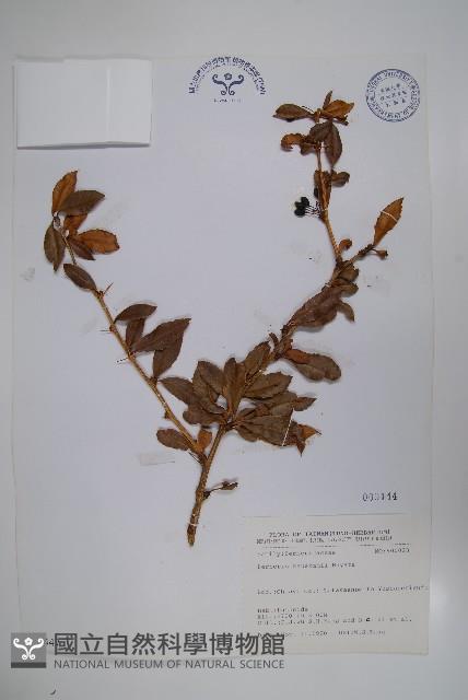 臺灣小蘗藏品圖，第1張