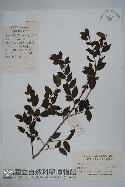 密毛假黃楊藏品圖，第1張