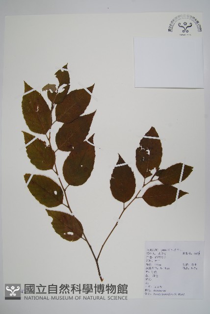 亮葉樺藏品圖，第1張