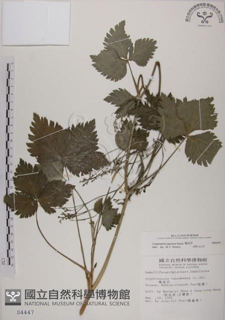 鴨兒芹藏品圖，第1張