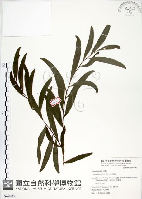 相思樹藏品圖，第1張