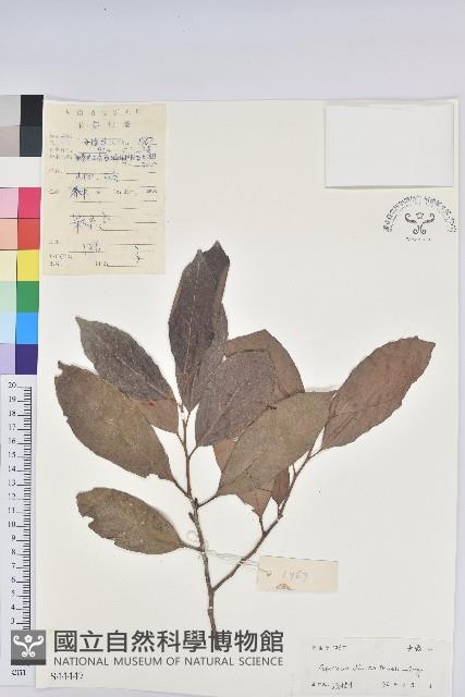 銀柴藏品圖，第1張