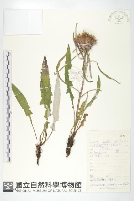 鉆苞風毛菊藏品圖，第1張