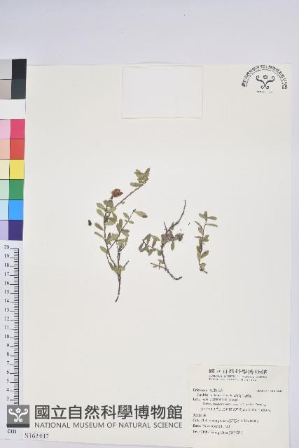 高山白珠樹藏品圖，第1張