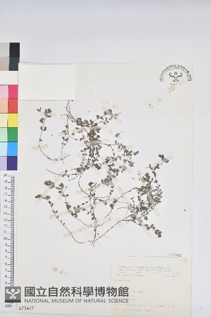 登錄號:S073447藏品圖，第1張