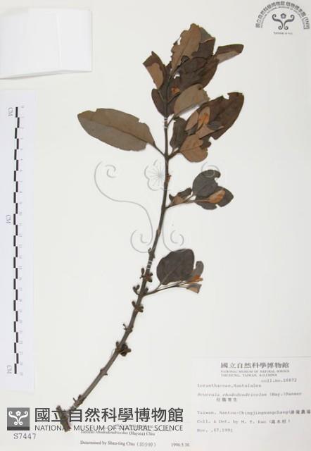 杜鵑桑寄生藏品圖，第1張