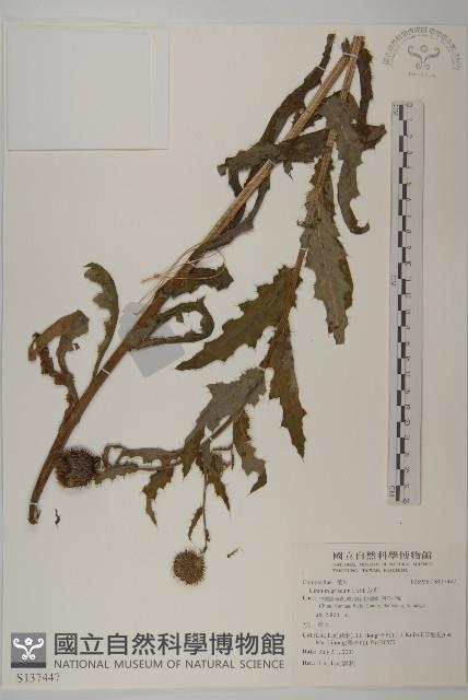 灰薊藏品圖，第1張