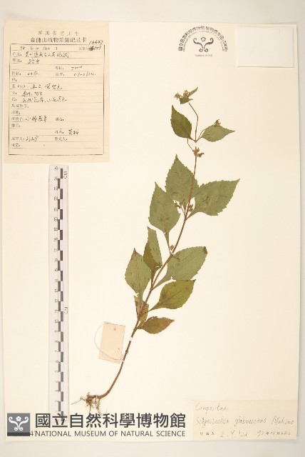 毛梗豨薟藏品圖，第1張
