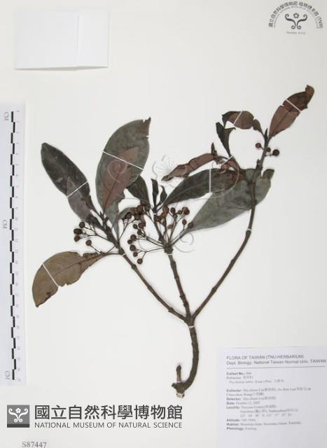 九節木、牛屎烏、青龍吐霧藏品圖，第1張