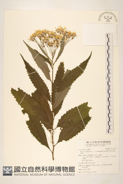 黃菀藏品圖，第1張