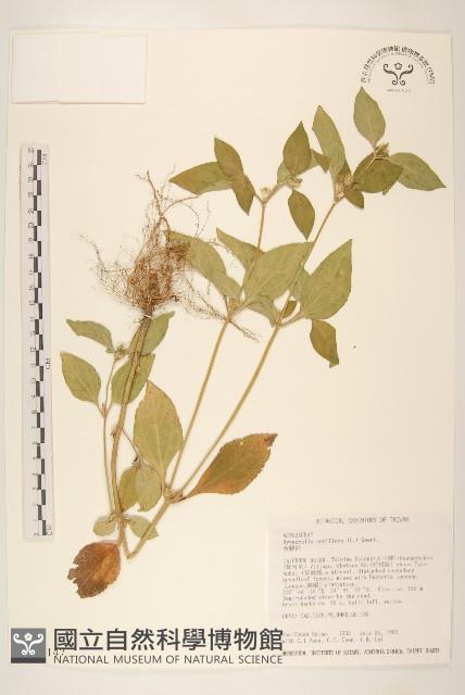 金腰箭藏品圖，第1張