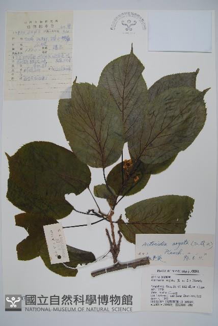 軟棗獼猴桃藏品圖，第1張